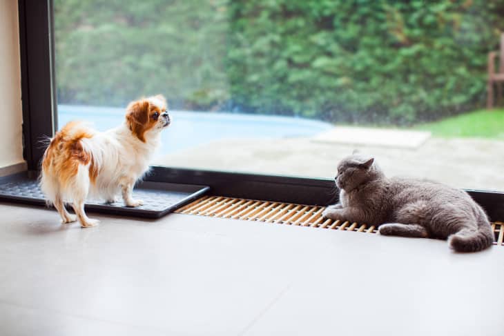 Pekingese dog and cat by the window