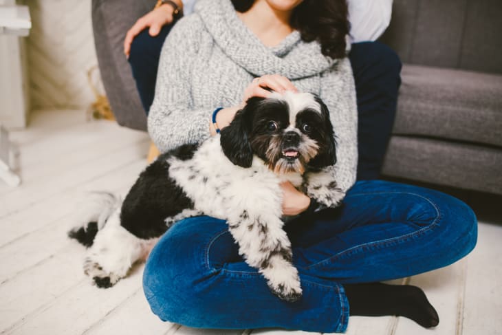 Shih Tzu sitting with people, a dog and a family, hands hugging a dog