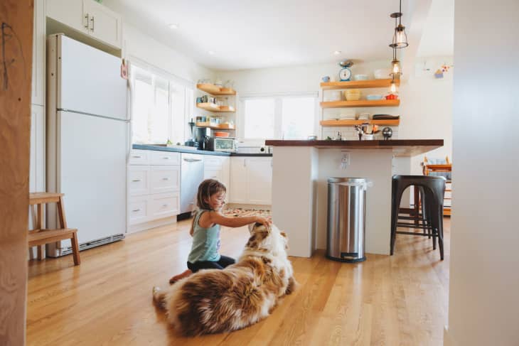 This Is the Best Pet Hair Removal Tool on Amazon The Kitchn