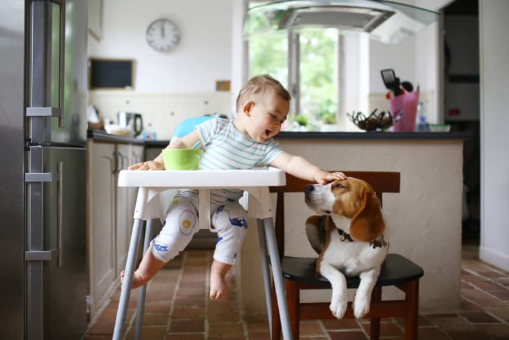 Is it safe to give peanut butter to deals dogs
