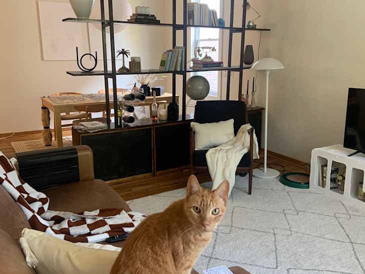An orange cat on a brown couch