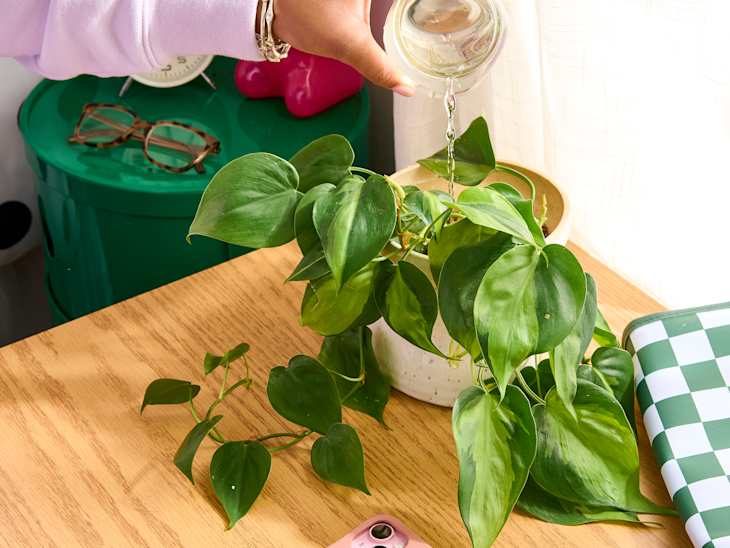 A hand watering a green pothos plant in a white pot on a wooden table, with glasses and a checkered notebook nearby.