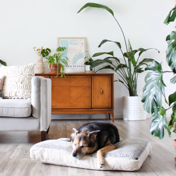 Living room with a gray sofa, wooden sideboard, large plants, and a dog resting on a cushion.
