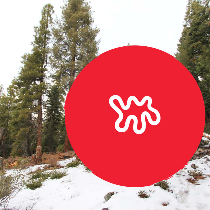 Snowy forest landscape with tall evergreen trees and a large red circle overlay.