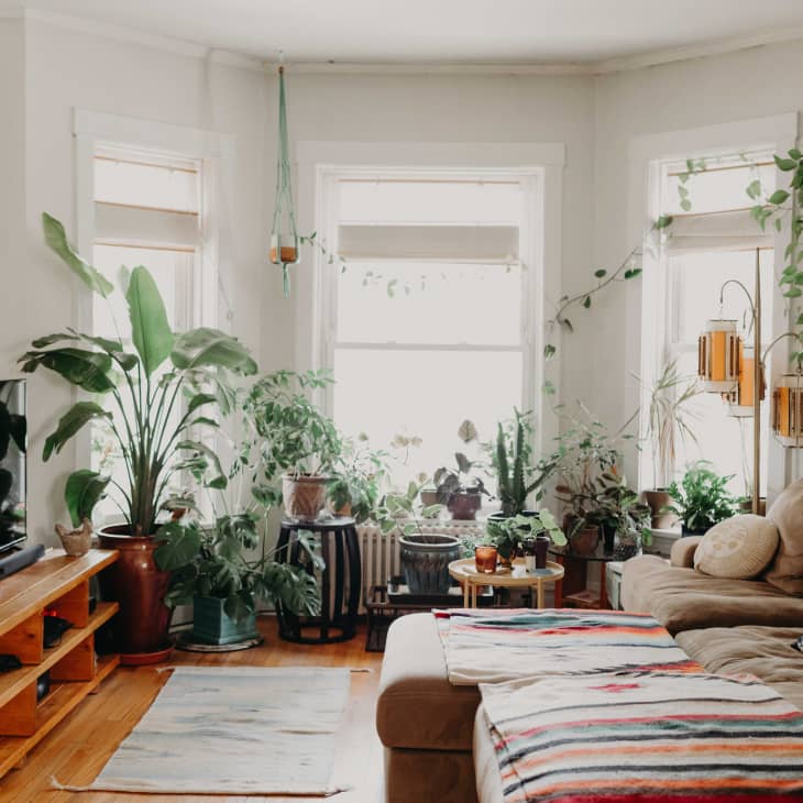 Cozy living room with a beige sectional sofa, numerous potted plants, a TV, and colorful wall art.