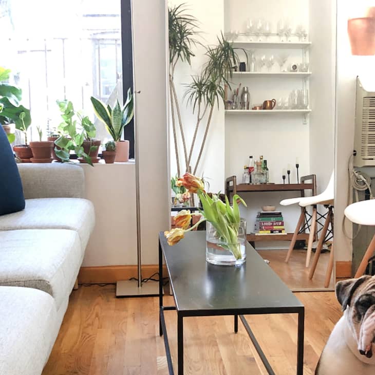 Living room with gray sofa, black coffee table, potted plants, and a bulldog. White shelves with glassware in the background.