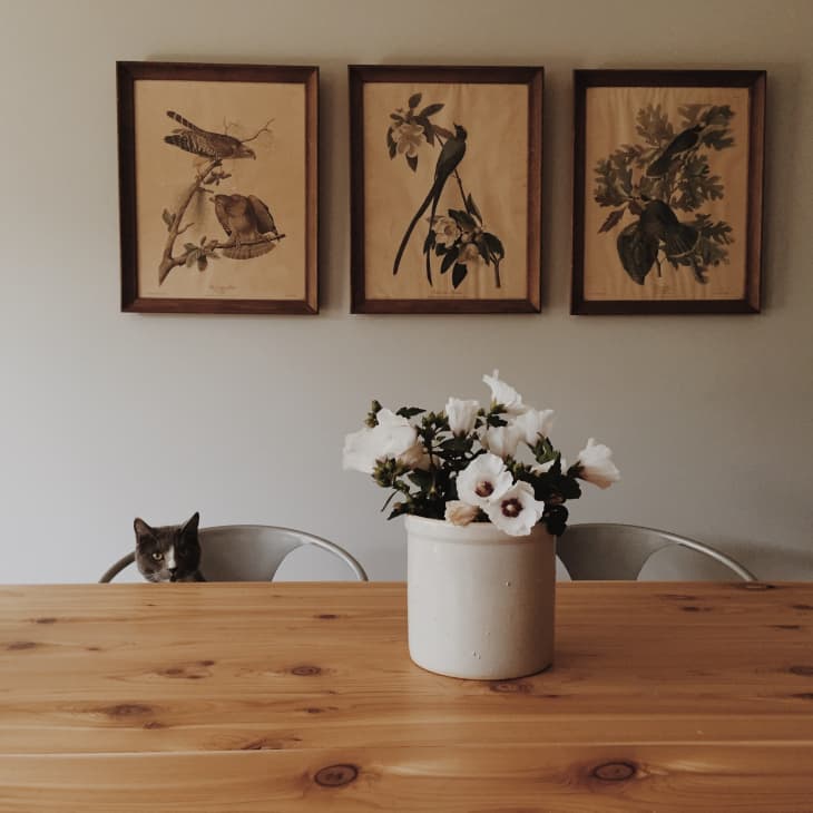 Cat peeking over a wooden table with a white flower vase, beneath three framed bird illustrations on the wall.
