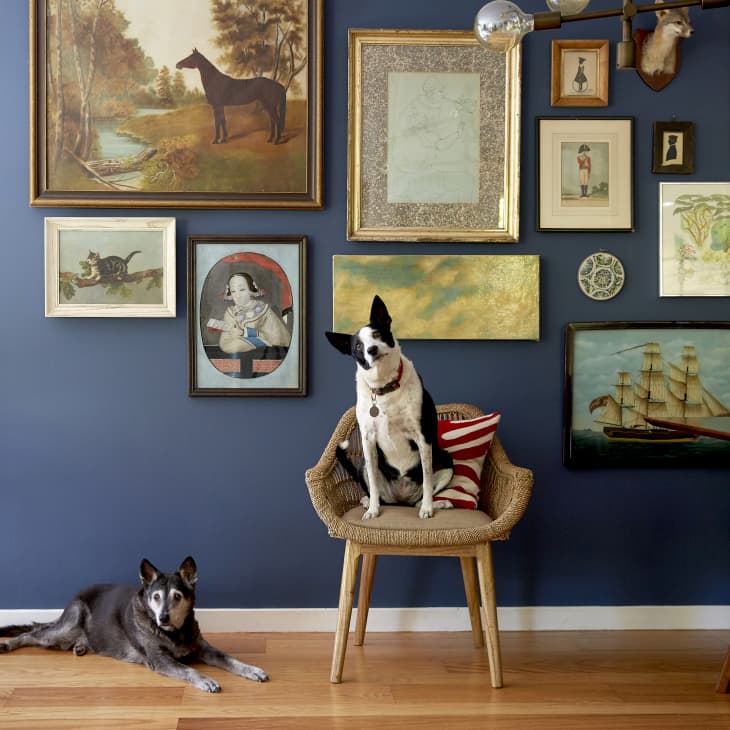 Two dogs in a room with a blue wall adorned with various framed artworks, one dog sitting on a wicker chair.