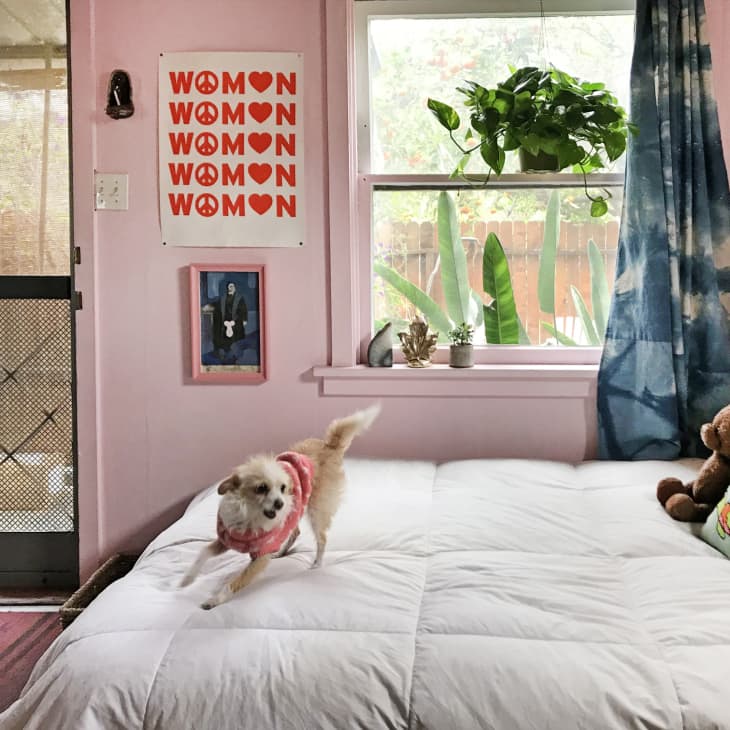 Small dog in pink sweater on bed in a cozy room with plants, colorful pillows, and wall art.