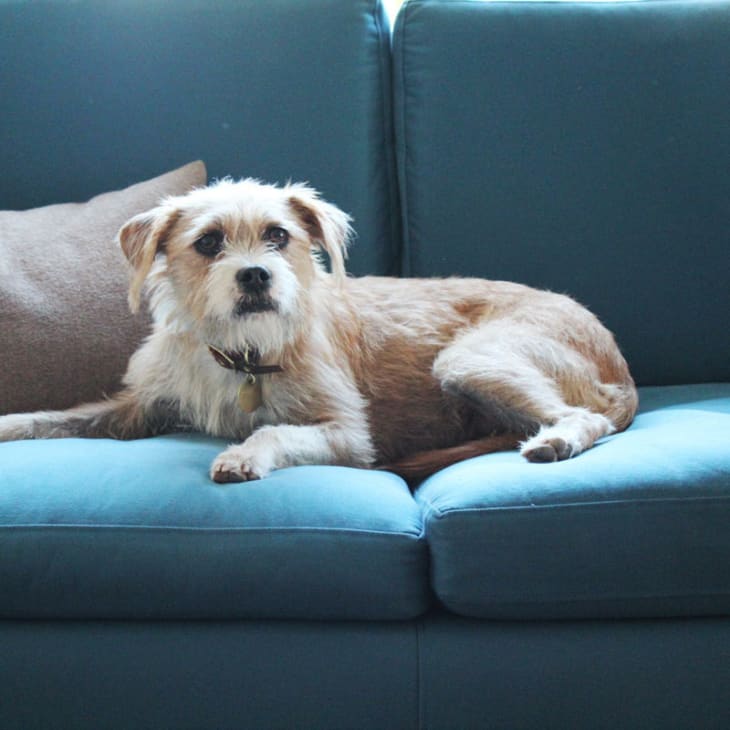 Small brown and white dog lying on a blue sofa with a beige pillow.