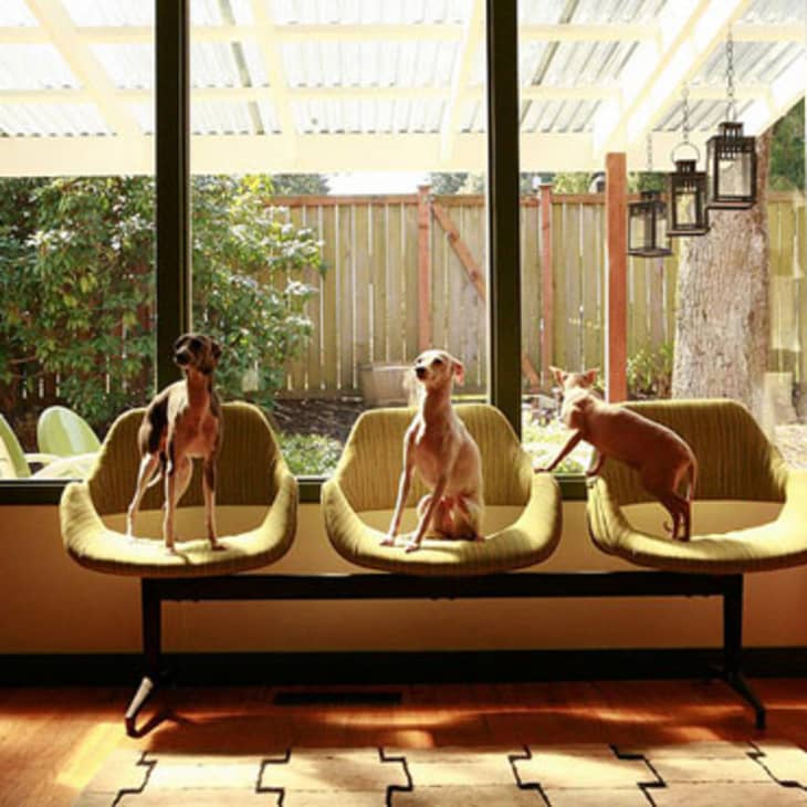 Three dogs sitting on green chairs by a large window, with a garden view and hanging lanterns outside.