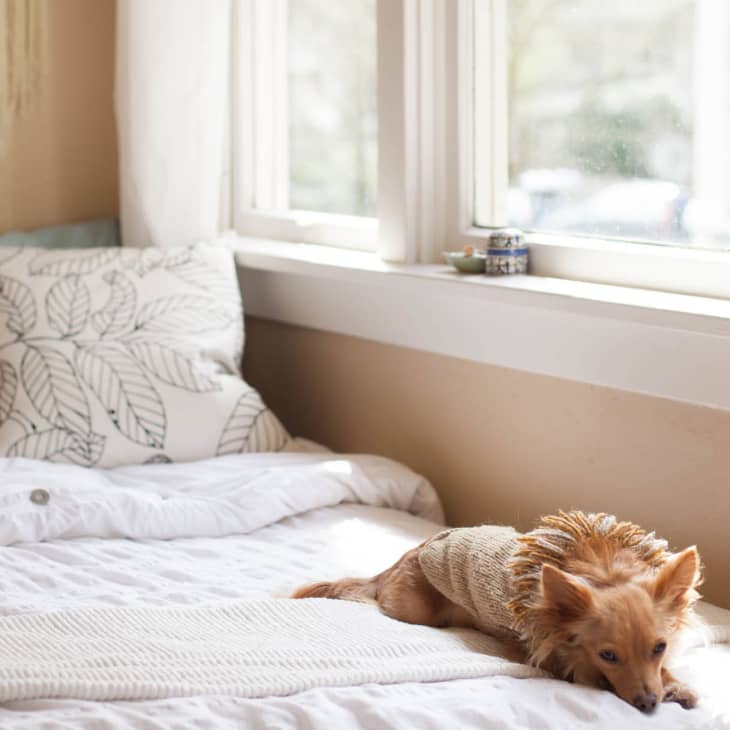 Small dog in a sweater lying on a bed with white linens and leaf-patterned pillow near a sunlit window.