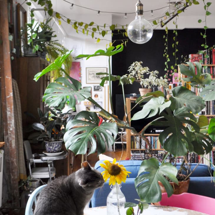 Cozy living room with lush plants, a gray cat on a chair, a sunflower in a vase, and bookshelves in the background.