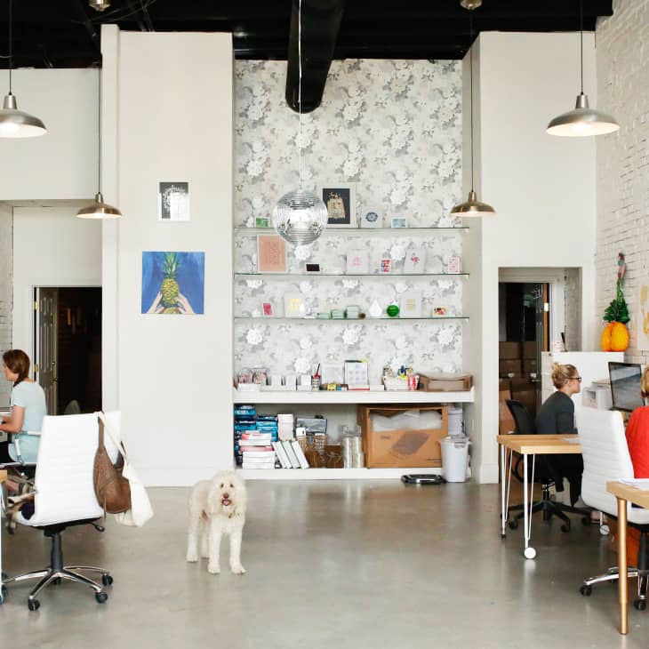 Open-plan office with four people working at desks, a white dog, pendant lights, and a floral wallpapered wall with shelves.