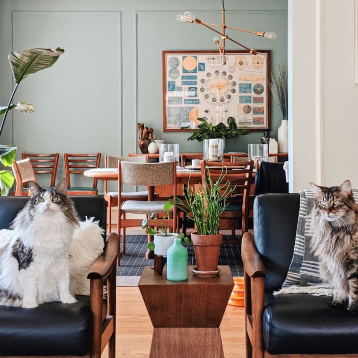 Two cats on black chairs in a living room with plants, a dining table, and framed art on the wall.