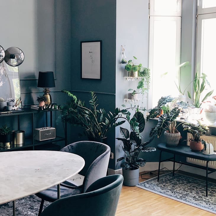 Dining room with marble table, velvet chairs, and numerous potted plants on shelves and windowsill.