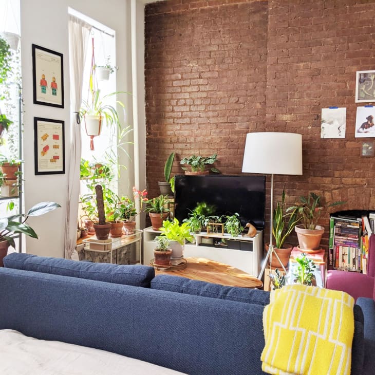 Cozy living room with brick wall, blue sofa, yellow throw, TV, and numerous potted plants on shelves and tables.