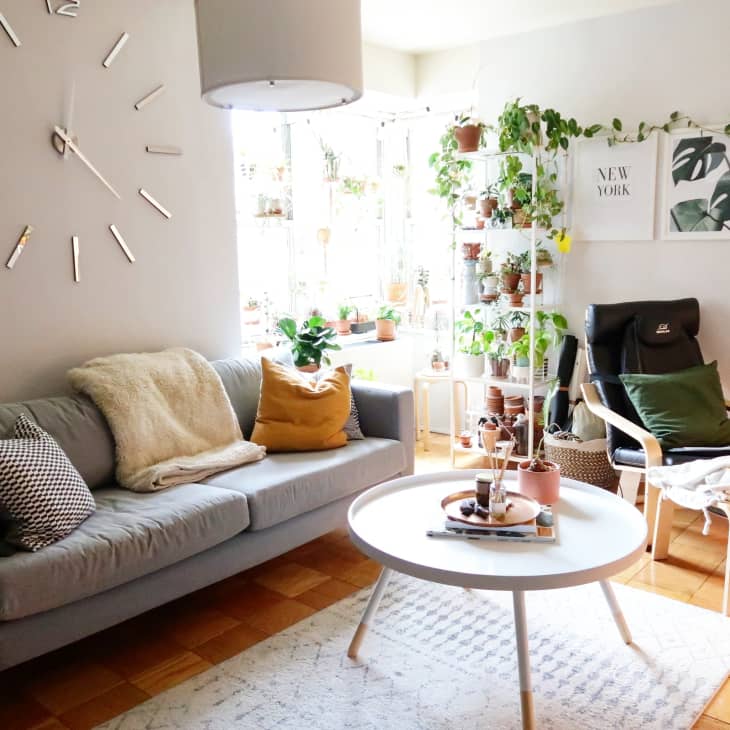 Living room with gray sofa, round coffee table, wall clock, and plants on shelves by a window.