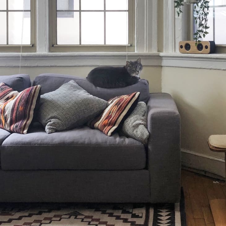 Gray sofa with colorful pillows, a cat sitting on the backrest, and a wooden cat tree by the window.