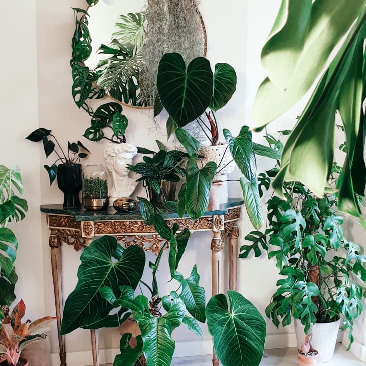 A round mirror hangs on the wall above an entryway table in a space filled to the brim with plants