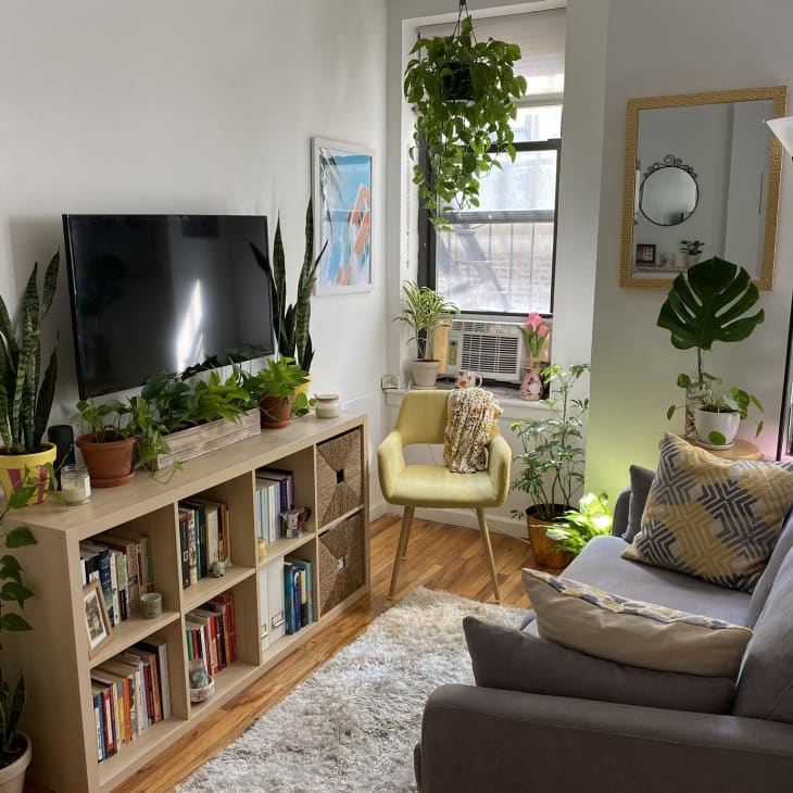 Cozy living room with a gray sofa, yellow chair, TV, bookshelf, and various potted plants near windows.