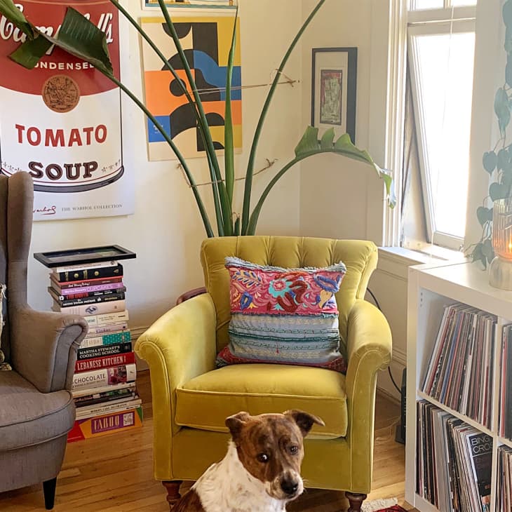 Dog next to two armchairs and shelf holding records