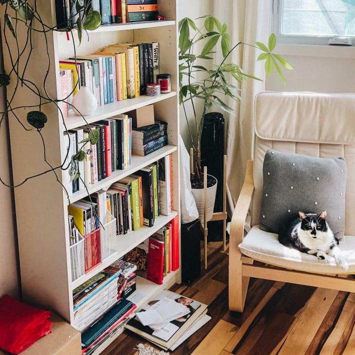 Cat sitting on white chair next to bookshelf and plants