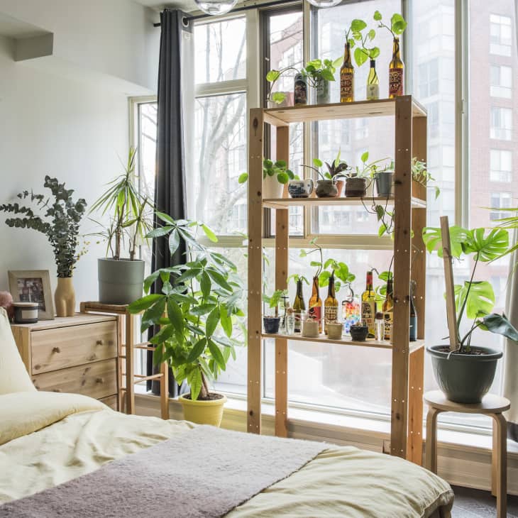 Plants in front of window in bedroom