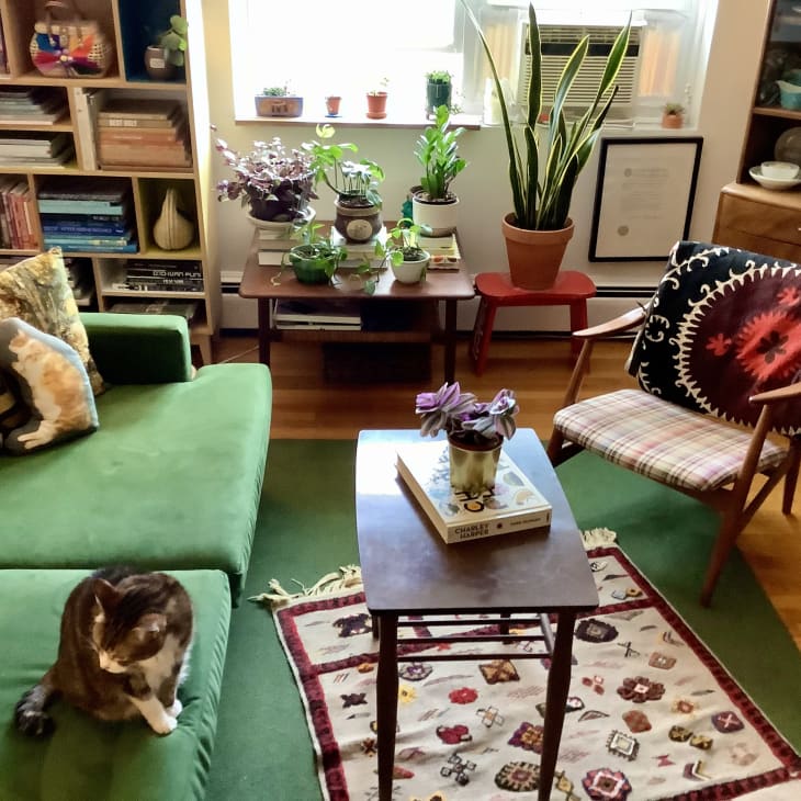 Living room with green sofa, green rug, and hardwood floors