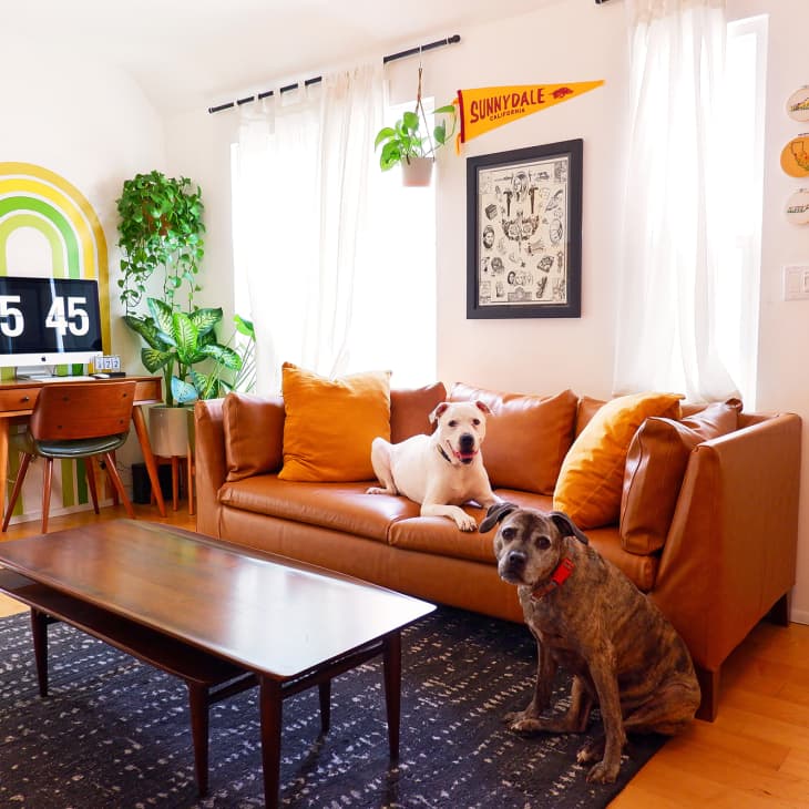 Mid-century living room with brown sofa, orange pillows, two dogs, wooden coffee table, and a desk with a computer.
