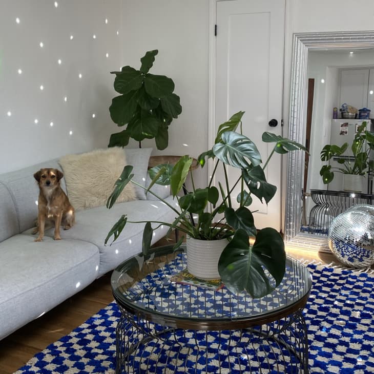Living room with light specks on white walls and blue and white checkerboard rug
