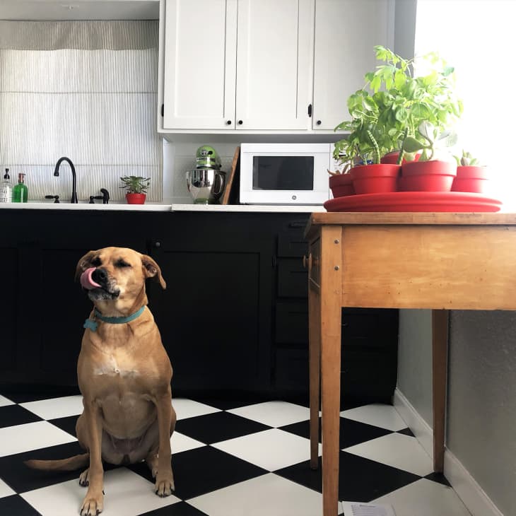 Dog in kitchen