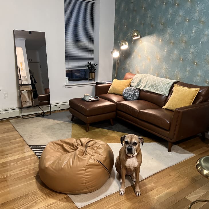 A living room with a blue accent wall, a leather sofa, and a dog sitting on a rug