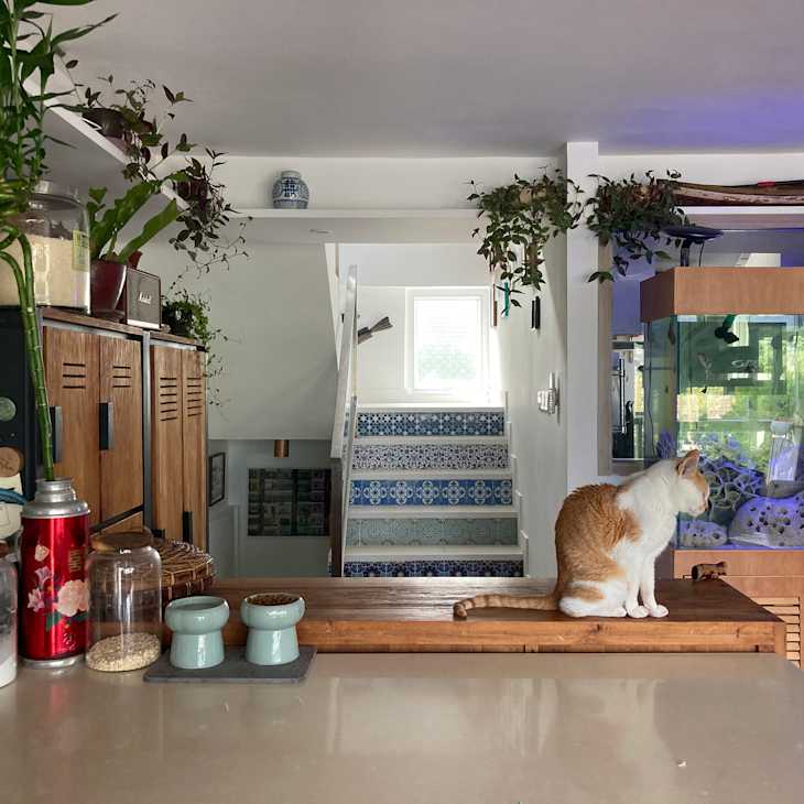 kitchen with lots of wood, plants, and cat on tabletop. Blue and white stairs in background