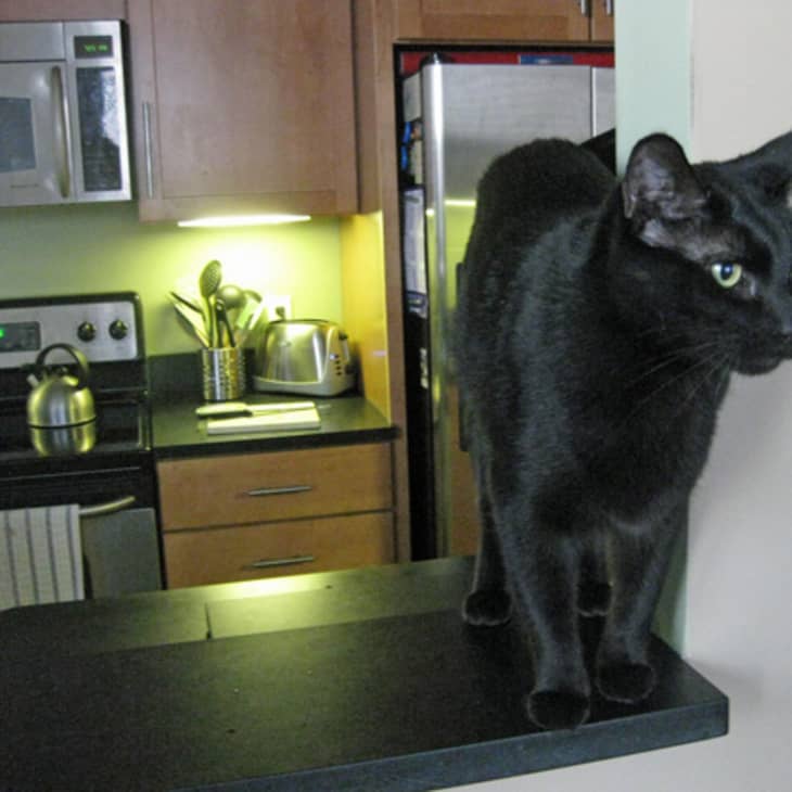 House Tour Adam s Cat Haven Condo Apartment Therapy