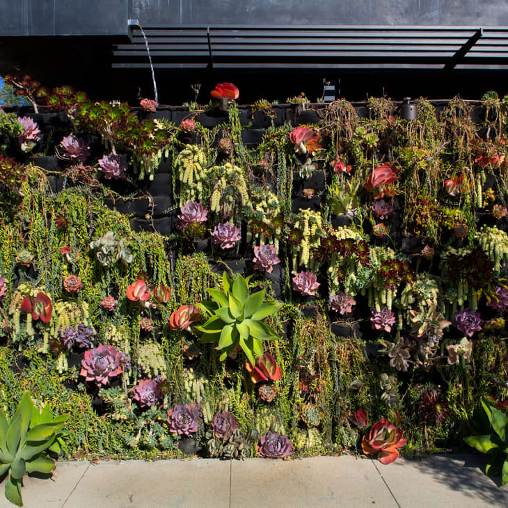 Vertical garden with diverse succulents and greenery on a black wall, featuring various shades of green, red, and purple.