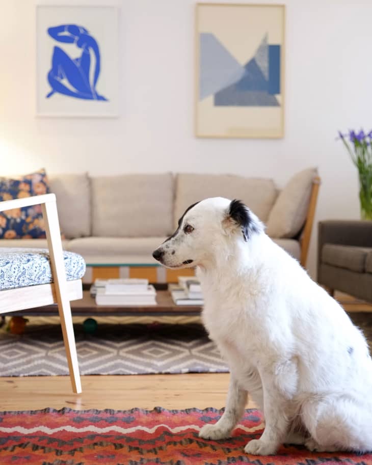 White dog sitting on a red patterned rug in a living room with modern art and a beige sofa.