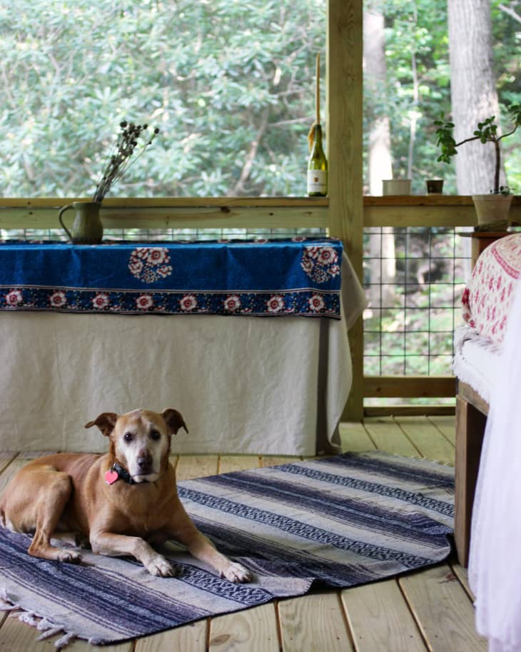 Dog lying on a striped rug in a screened porch with a table covered in a blue floral cloth.