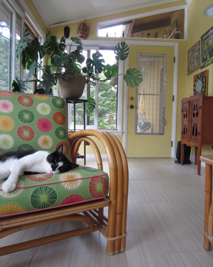 Cat sleeping on a colorful cushioned bamboo chair in a sunroom with yellow walls and large potted plant.
