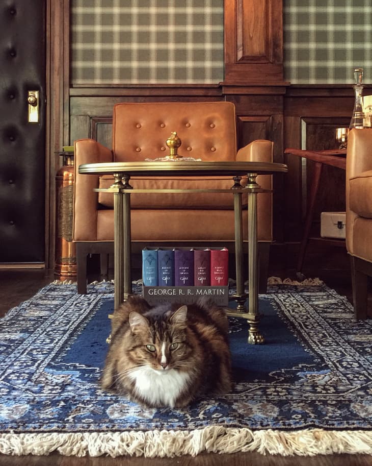 Cat sitting on a blue patterned rug in a cozy room with leather chairs, a small table, and books by George R.R. Martin.