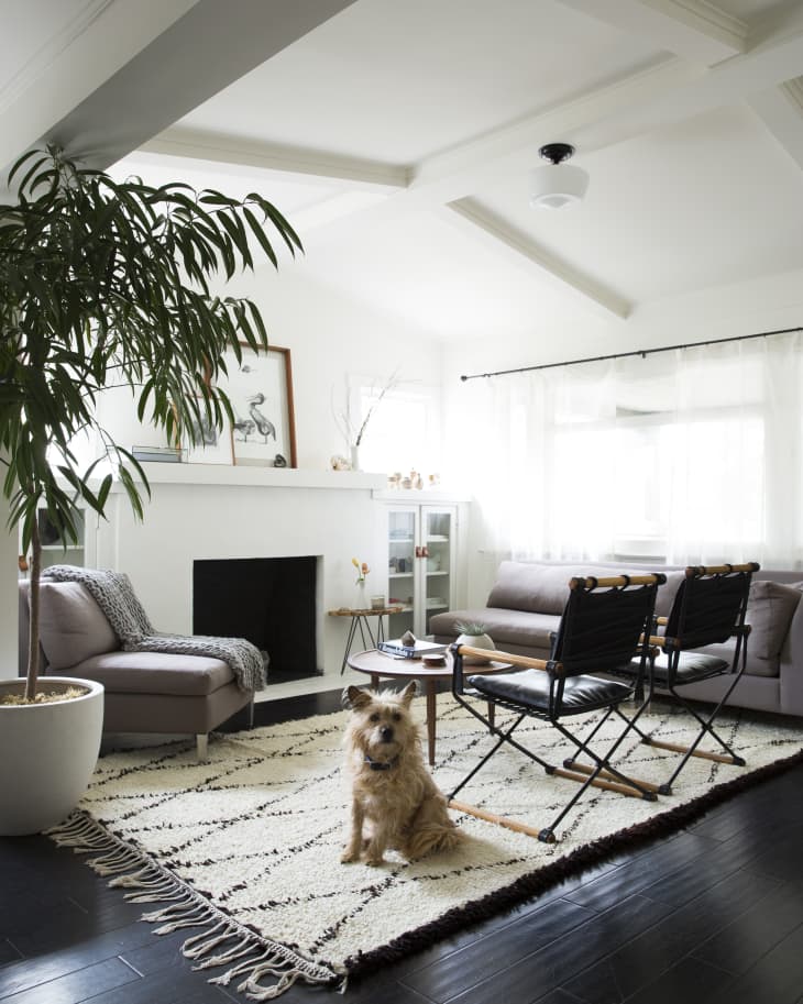 Cozy living room with a dog on a patterned rug, gray sofas, black chairs, and a potted plant near a fireplace.