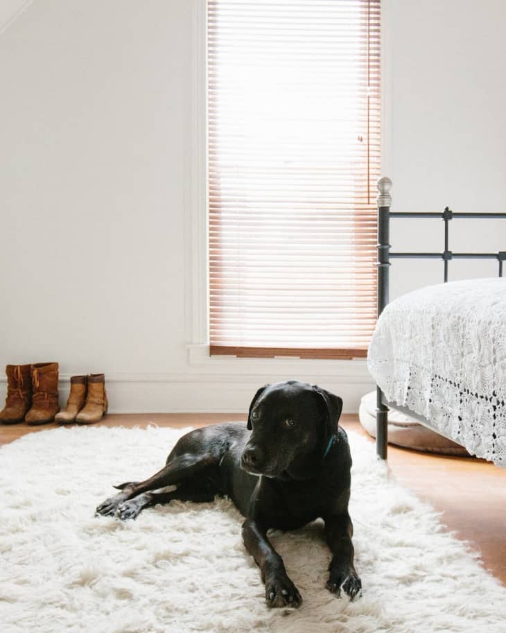 Black dog lying on a white rug in a bedroom with a metal bed frame and boots by the window.