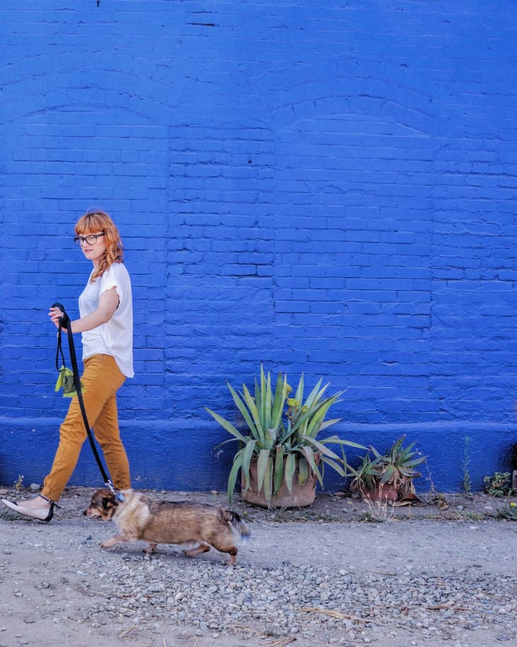 Woman walking a dog on a leash past a vibrant blue brick wall with potted plants.