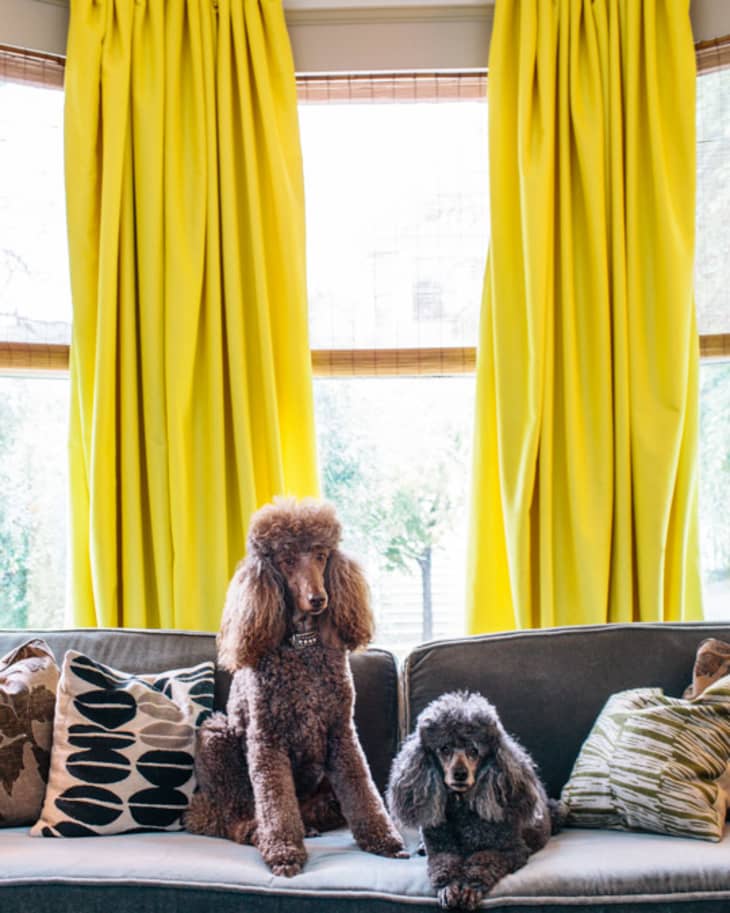 Two poodles sitting on a gray sofa with patterned cushions, framed by bright yellow curtains.