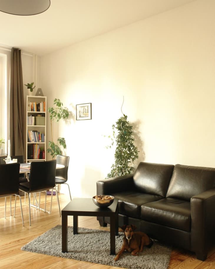Living room with black leather sofa, small table, gray rug, and a dog. Dining area with bookshelf and plants in the background.
