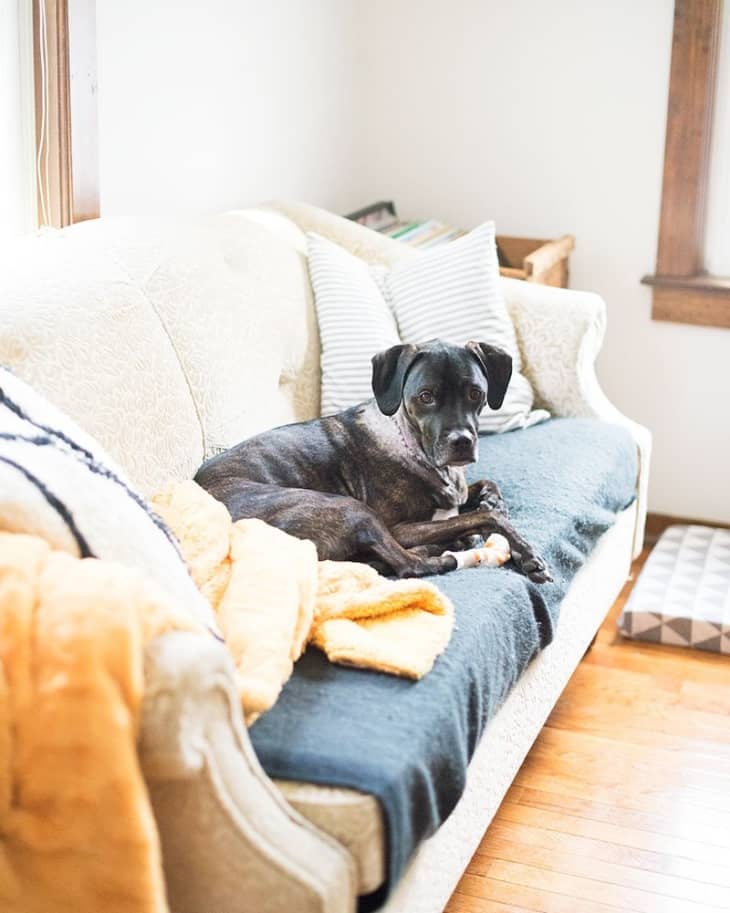 Black dog lying on a beige sofa with striped pillows and a yellow blanket.