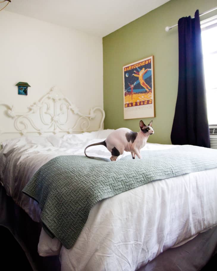 Sphynx cat on a bed with a green quilt, ornate headboard, and a colorful wall poster.
