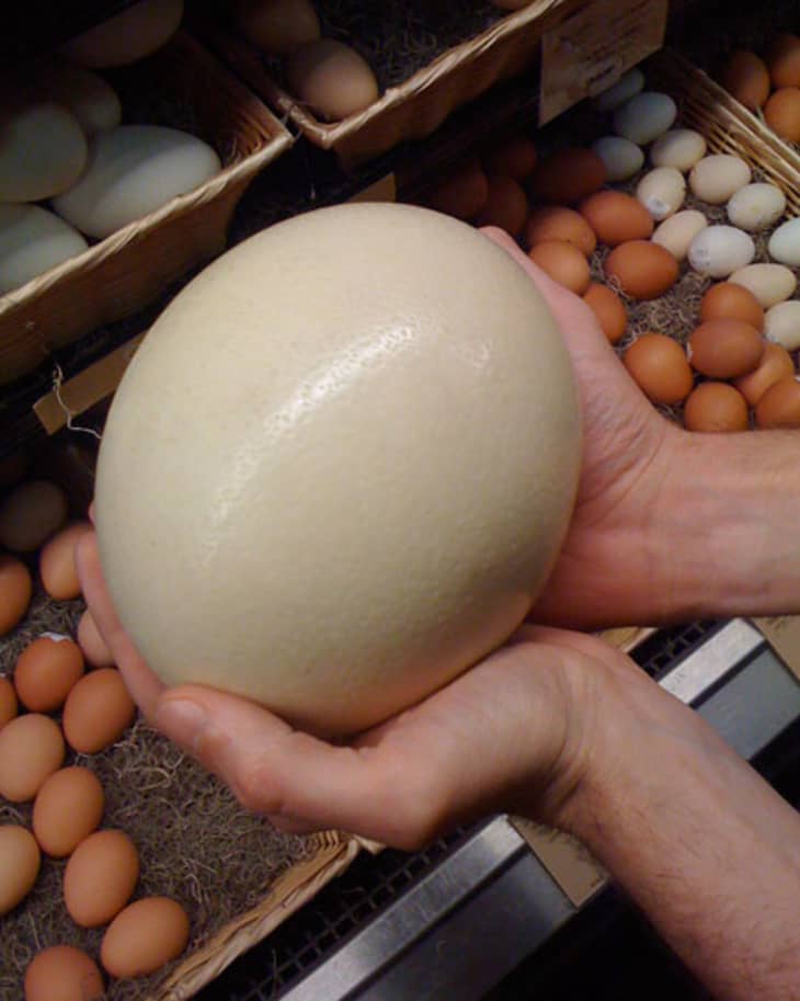 Look! Local Ostrich and Emu Eggs at Whole Foods