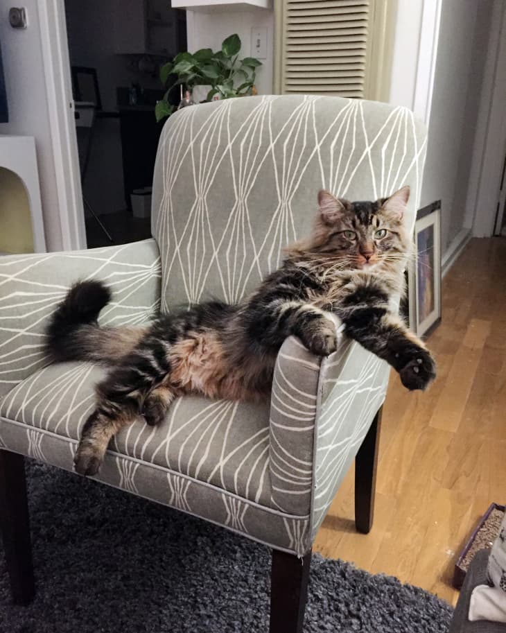 Fluffy tabby cat lounging on a patterned armchair in a cozy room.