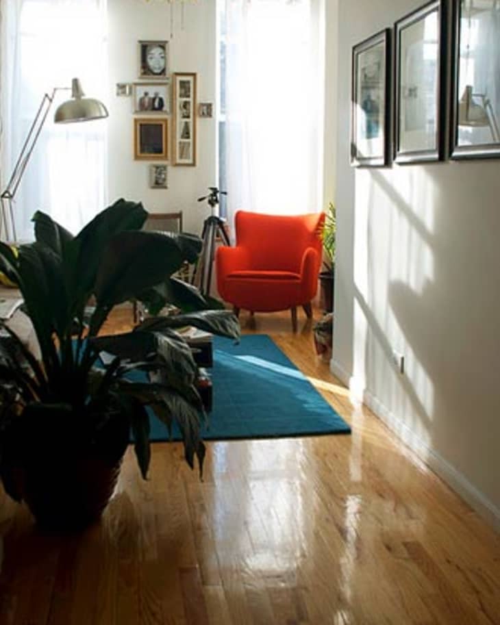 Sunlit room with orange armchair, blue rug, large plant, and framed art on walls.